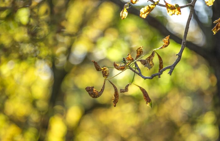Faire_pousser_un_noyer_chez_vous_:_le_guide_étape_par_étape_sur_la_plantation_à_partir_d_une_branche